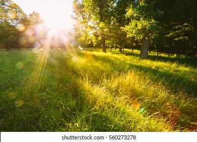 Sunset Or Sunrise In Forest Landscape. Sun Sunshine With Natural Sunlight And Sun Rays Through Woods Trees In Summer Forest. Beautiful Scenic View. Natural Real Lens Flare Effect - Shutterstock ID 560273278