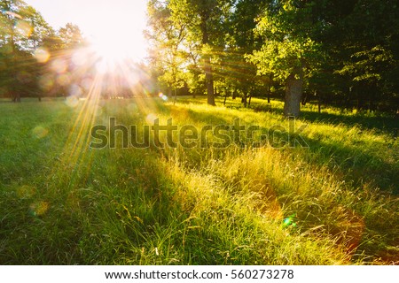 Sunset Or Sunrise In Forest Landscape. Sun Sunshine With Natural Sunlight And Sun Rays Through Woods Trees In Summer Forest. Beautiful Scenic View. Natural Real Lens Flare Effect