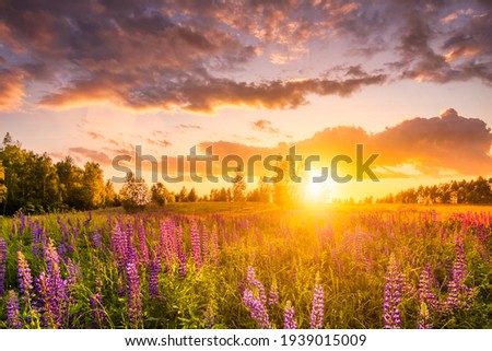 Sunset or sunrise on a hill with purple wild lupines and wildflowers, young birches and cloudy sky in summer.