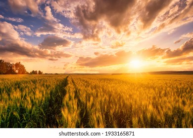 Sunset or sunrise on a rye field with golden ears and a dramatic cloudy sky.