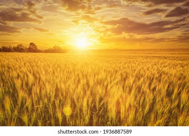 Sunset or sunrise on a rye field with golden ears and a dramatic cloudy sky. - Shutterstock ID 1936887589