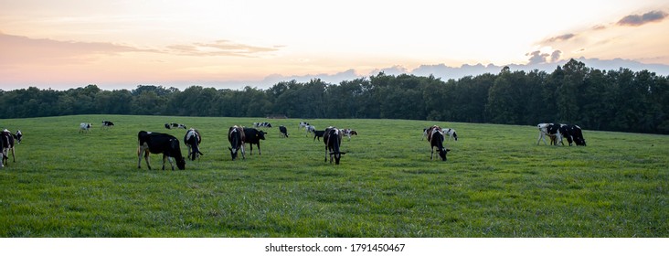 A Sunset, Sunrise Panorama Of A Pasture Where A Herd Of Holstein Cattle Are Grazing Freely On The Grass Field. A Good Example For Humane Animal Farming That Considers Animal Welfare Standards.