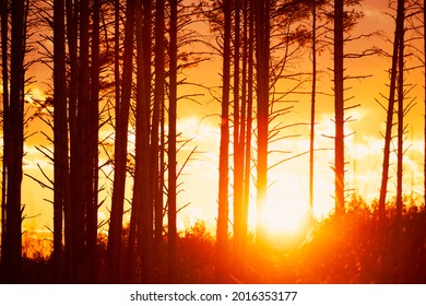 Sunset Sunrise In Pine Forest. Close View Of Dark Black Spruce Trunks Silhouettes In Natural Sunlight Of Bright Colorful Dramatic Sky. Sunshine In Sunny Coniferous Forest. Sun Rays Shine Through Woods