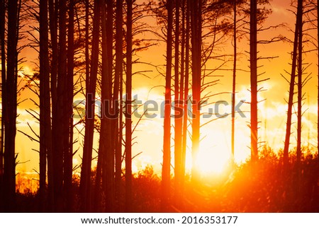 Sunset Sunrise In Pine Forest. Close View Of Dark Black Spruce Trunks Silhouettes In Natural Sunlight Of Bright Colorful Dramatic Sky. Sunshine In Sunny Coniferous Forest. Sun Rays Shine Through Woods