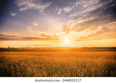 Sunset or sunrise in a rye or wheat field with a dramatic cloudy sky in a summer. Summertime rural landscape. Agricultural fields. Aesthetics of vintage film. - Powered by Shutterstock