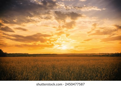 Sunset or sunrise in a rye or wheat field with a dramatic cloudy sky in a summer. Summertime rural landscape. Agricultural fields. Aesthetics of vintage film. - Powered by Shutterstock