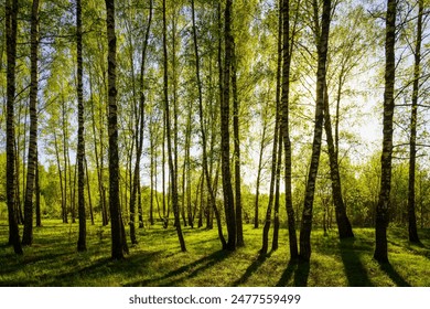 Sunset or sunrise in a spring birch forest with bright young foliage glowing in the rays of the sun and shadows from trees. - Powered by Shutterstock