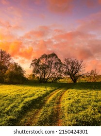 Sunset or sunrise in a spring field with green grass, willow trees and cloudy sky. 