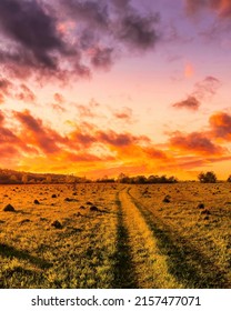 Sunset or sunrise in a spring field with green grass, willow trees and cloudy sky. 