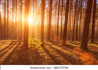 69,564 Sunrise Through Trees Images, Stock Photos & Vectors 