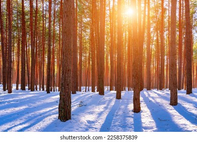 Sunset or sunrise in the spring pine forest covered with a snow. Sunbeams shining through the pine trunks. - Shutterstock ID 2258375839