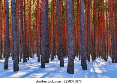 Sunset or sunrise in the spring pine forest covered with a snow. Sunbeams shining through the pine trunks. - Shutterstock ID 2258375875