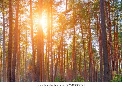Sunset or sunrise in the spring pine forest covered with a snow. Sunbeams shining through the pine trunks. - Shutterstock ID 2258808821