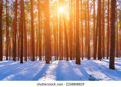 Sunset or sunrise in the spring pine forest covered with a snow. Sunbeams shining through the pine trunks. - Shutterstock ID 2258808829