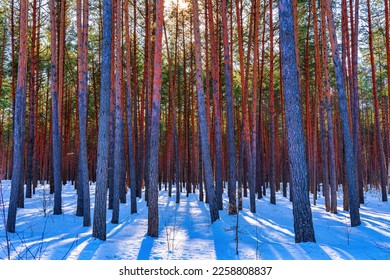 Sunset or sunrise in the spring pine forest covered with a snow. Sunbeams shining through the pine trunks. - Shutterstock ID 2258808837