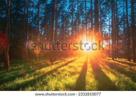 Sunset Sunrise Sun Sunshine In Sunny Summer Coniferous Forest. Sunlight Sunbeams Through Woods In Forest Landscape. Natural Lens Flares.