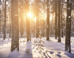 Sunset Or Sunrise In The Winter Pine Forest Covered With A Snow. Sunbeams Shining Through The Pine Trunks. Vintage Film Aesthetic. Toned Image.