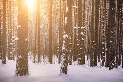 Sunset Or Sunrise In The Winter Pine Forest Covered With A Snow. Sunbeams Shining Through The Pine Trunks. Vintage Film Aesthetic. Toned Image.