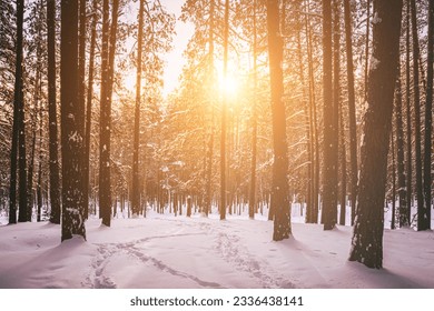 Sunset or sunrise in the winter pine forest covered with a snow. Rows of pine trunks with the sun's rays passing through them. Vintage film aesthetic. - Shutterstock ID 2336438141
