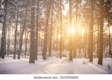 Sunset or sunrise in the winter pine forest covered with a snow. Sunbeams shining through the pine trunks. Vintage film aesthetic. Toned image. - Powered by Shutterstock