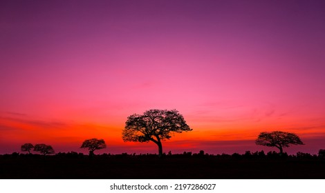 Sunset And Sunrise.Panorama Silhouette Tree In Africa With Sunset.Safari Theme.