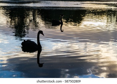 sunset and swan