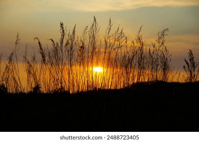 Sunset. Tall grass against the backdrop of an orange sunset. Beautiful spring landscape. Wild nature. Ukraine. - Powered by Shutterstock