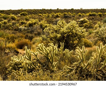 Sunset Through Backlit Cholla Cactus, Red Rock Canyon NCA, Las Vegas, Nevada, USA