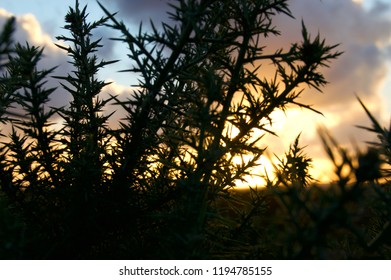 sunset through the bramble