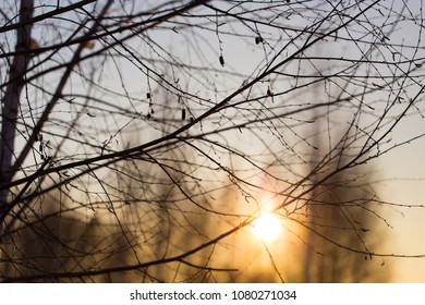 Sunset through the branches of trees in the forest