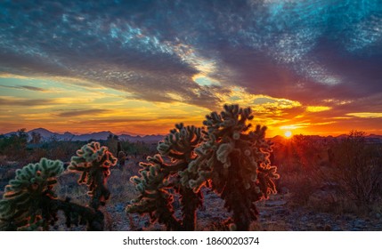 Sunset Through Cholla Cactus In Scottsdale, AZ