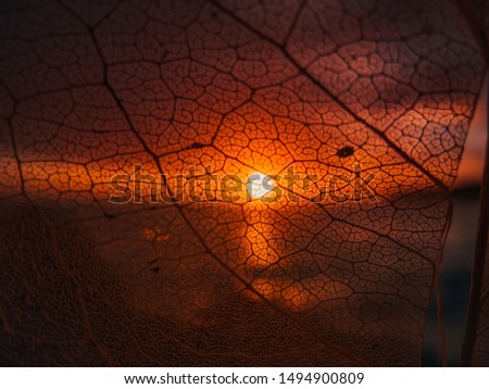 Similar – Starfish on a beach