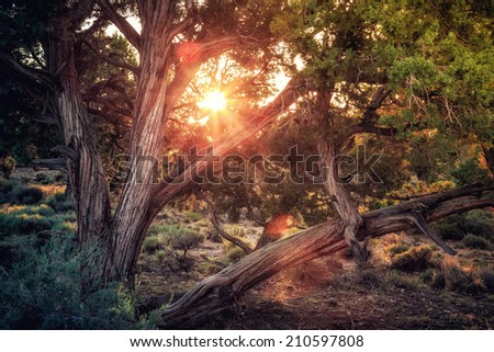 Similar – Image, Stock Photo morning sunshine through pine tree in mist