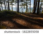 Sunset through forest in summer at Pictured Rock National Lakeshore Michigan