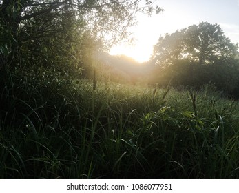 Sunset through grass
