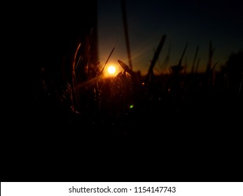 Sunset Through Grass