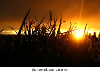 sunset through grass