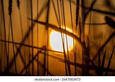 Sunset through grass in Summer