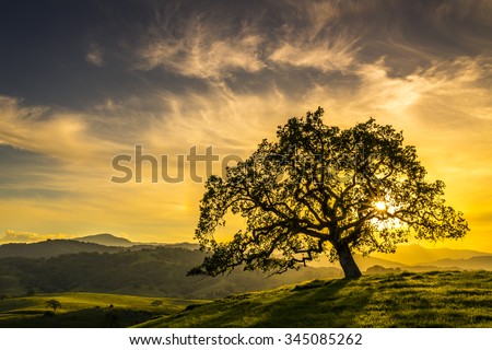 Sunset through an oak tree near San Jose California
