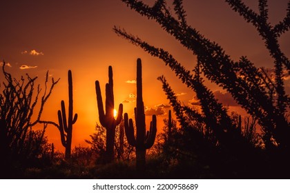 Sunset Through Ocotillo With Saguaro Cactus Silhouette