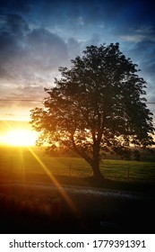 Sunset through a silhouetted tree