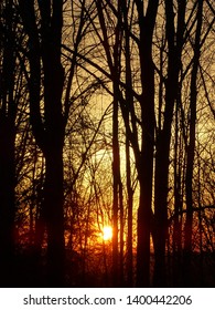Sunset through silhouetted trees in the springtime