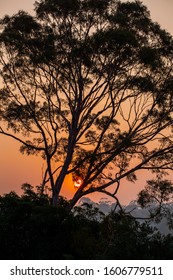 Sunset Through Smoke Haze With Gum Tree Silhouette In Victoria, Australia