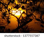sunset through a tree