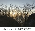 Sunset through the tree branches 