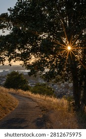 Sunset through the tree. Location: Blockhouse Park, Plymouth, Devon.