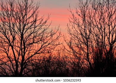 Sunset Through A Treeline