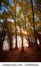 Sunset through trees