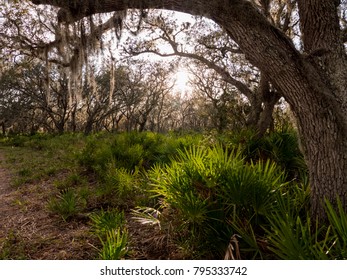 Sunset Through The Trees