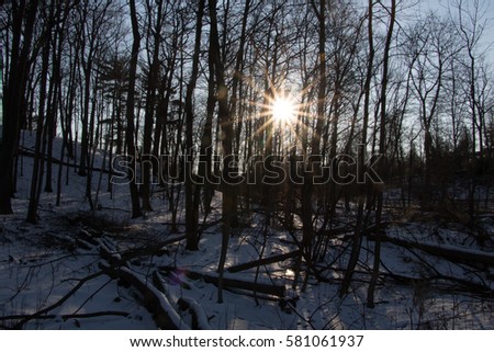 Sunset through the trees in Rattray Marsh Conservation Area
